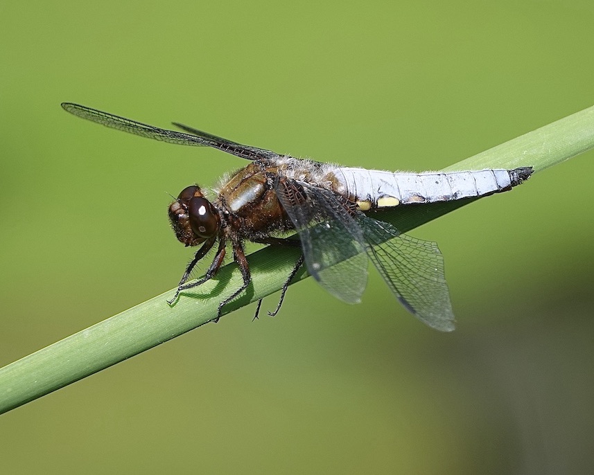 broad-bodied chaser